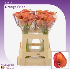 Zantedeschia Orange Pride 55cm