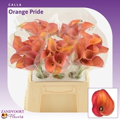 Zantedeschia Orange Pride 40cm