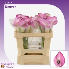 Zantedeschia Denver 50cm