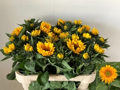 Helianthus Vincent's Fresh 75cm