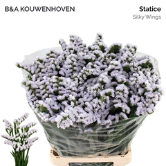 Limonium Sinuatum Silky Wings 75cm 30gr.