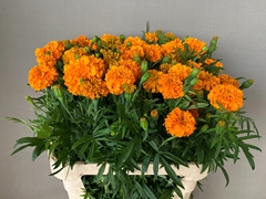 Tagetes Promise Orange 80cm