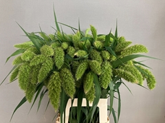 Setaria Italica 70cm