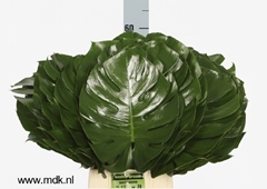 Monstera Leaf 60cm 30cm Hd