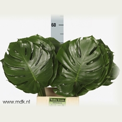 Monstera Leaf 55cm 27cm Hd