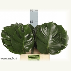 Monstera Leaf 50cm 23cm Hd