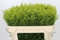 Solidago Tara 70cm 30gr.