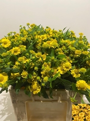 Helenium Kanaria 55cm