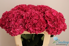 Hydrangea Pink Ruby 60cm 16-18cm Hd