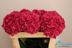 Hydrangea Pink Ruby 75cm 18-20cm Hd