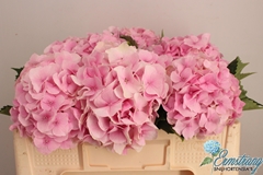 Hydrangea Royal Impressive 50cm 15-17cm Hd