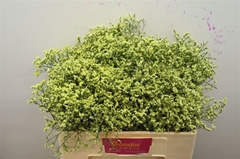 Limonium Sinense China Summer 50cm 20gr.