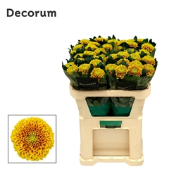 Chrysanth Single Tropicana 70cm 75gr.