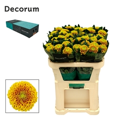 Chrysanth Single Tropicana 70cm 75gr.