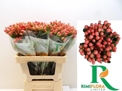 Hypericum Magical Royal Princess 60cm