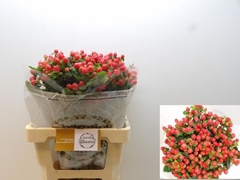 Hypericum Pacific Red Dolly 60cm