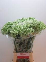 Ammi Visnaga 70cm