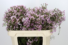 Chamelaucium Dancing Queen 70cm 35gr.