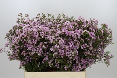 Chamelaucium Dancing Queen 60cm 25gr.
