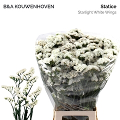 Limonium Sinuatum White Starlight Wings 75cm 30gr.