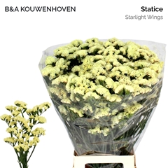 Limonium Sinuatum Starlight Wings 75cm 30gr.