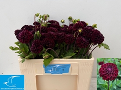 Dhalia Dark Spirit 50cm