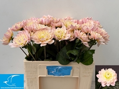 Dahlia Diana's Memory 55cm