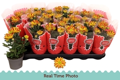 Chrysanth Hoihoi 9Ø 22cm