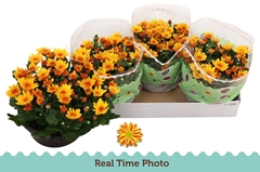 Chrysanth Mount Aubisque Amber 23Ø 27cm