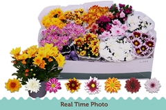 Chrysanth Mix 6 Mix 12Ø 25cm