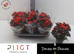 Begonia Double Mocca Orange 14Ø 35cm