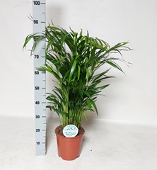 Dypsis Lutescens 21Ø 90cm
