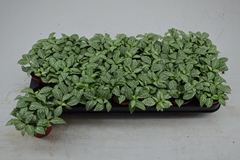 Fittonia Mosaic White Forest Flame 8Ø 12cm