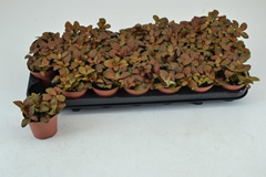 Fittonia Verschaffeltii Joly Josan 8Ø 12cm