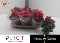 Begonia Double Mix 14Ø 35cm