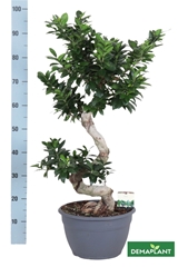Ficus Microcarpa Ginseng 30Ø 95cm
