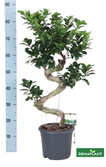 Ficus Microcarpa Ginseng 23Ø 85cm