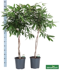 Ficus Amstel King 27Ø 140cm