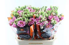 Eustoma Double Rosita Rose Pink 70cm