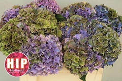 Hydrangea Rodeo Red Classic 50cm 14-16cm Hd