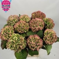 Hydrangea Lolly Pop Classic 60cm 12-14cm Hd