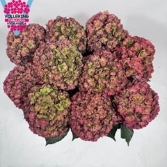 Hydrangea Royal Anastasia Classic 60cm 18-20cm Hd