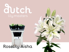 Lily Oriental Double Roselily Aisha 80cm 4+