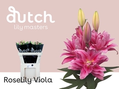 Lily Oriental Double Roselily Viola 85cm 4+