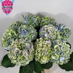 Hydrangea Verena Blue Classic 60cm 16-18cm Hd