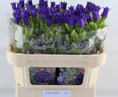 Campanula Champion Blue 70cm