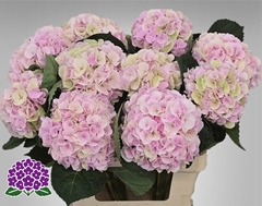 Hydrangea My Beautiful Matcha Classic 60cm 14-16cm Hd