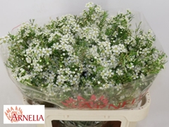 Chamelaucium Ofir 80cm 100gr.