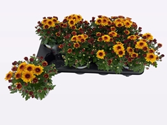 Chrysanthemum Podium Red Bicolor 12Ø 22cm