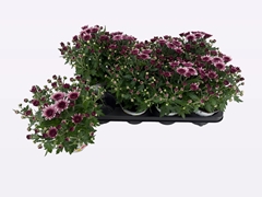 Chrysanthemum Podium Pink Bicolor 12Ø 22cm